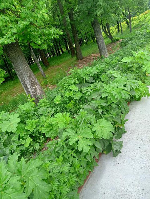 Сорняки взяли верх над декоративными кустами